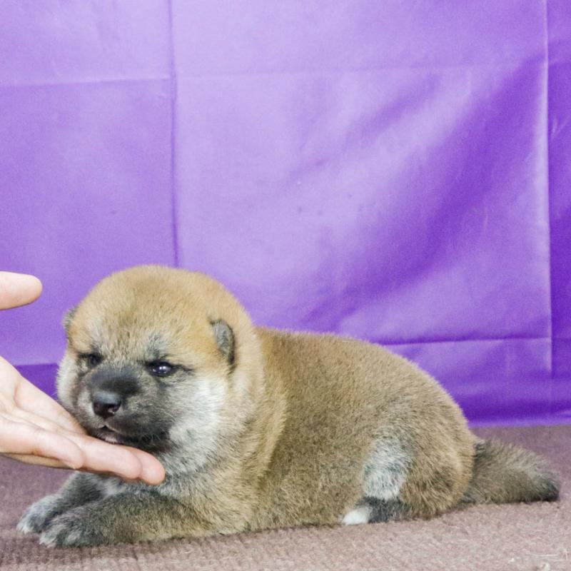 販売中の愛知県の柴犬-408676の2枚目